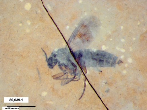 Diptera