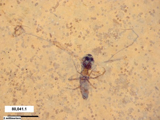 Diptera