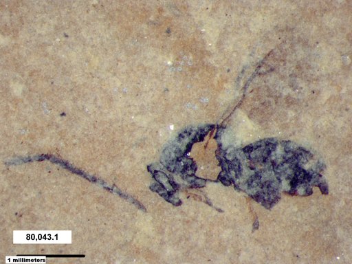 Genus sp