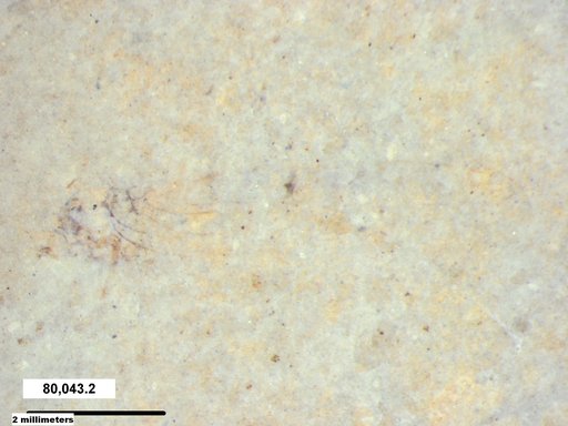 Genus sp