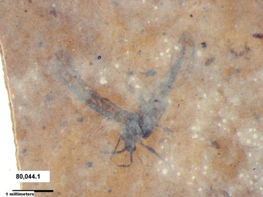 Aphididae