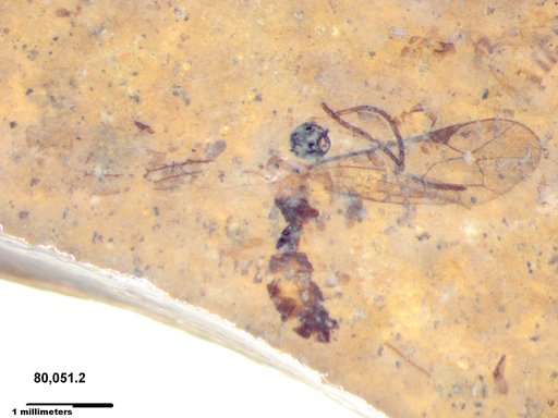 Ichneumonidae