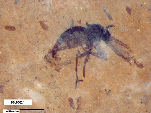 Sciaridae