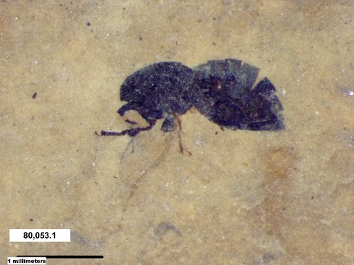 Genus sp