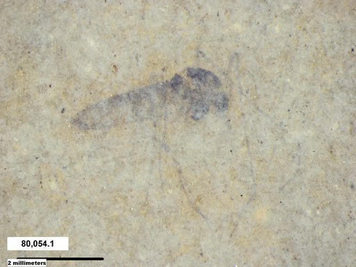 Diptera