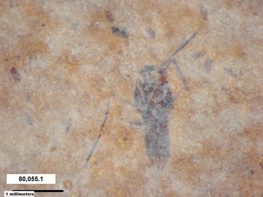 Notonectidae
