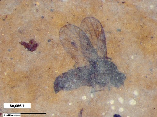 Diptera