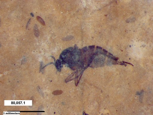 Sciaridae