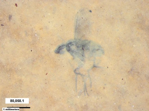 Diptera