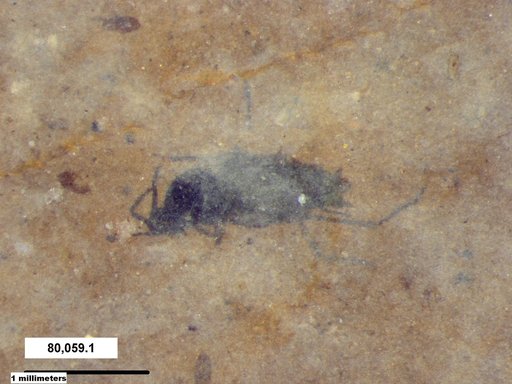 Aphididae