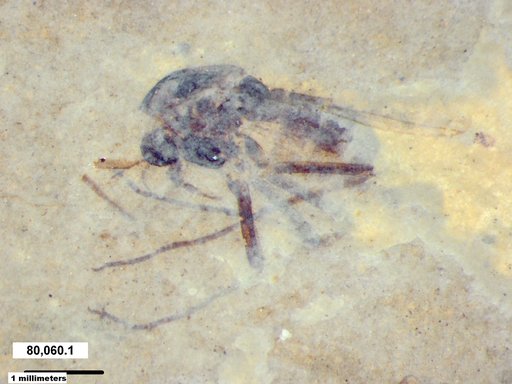 Diptera