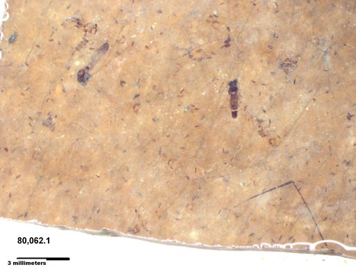 Diptera
