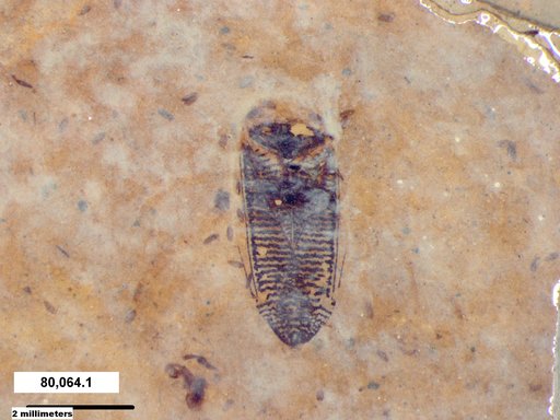 Corixidae