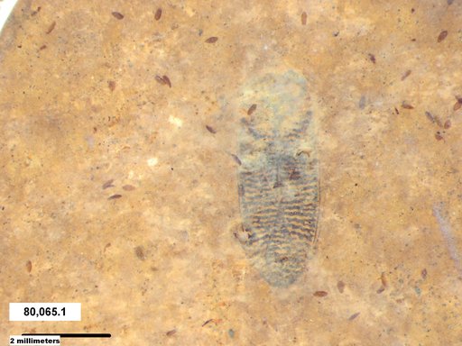 Corixidae