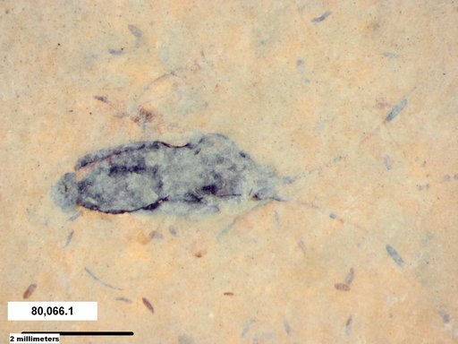 Genus sp