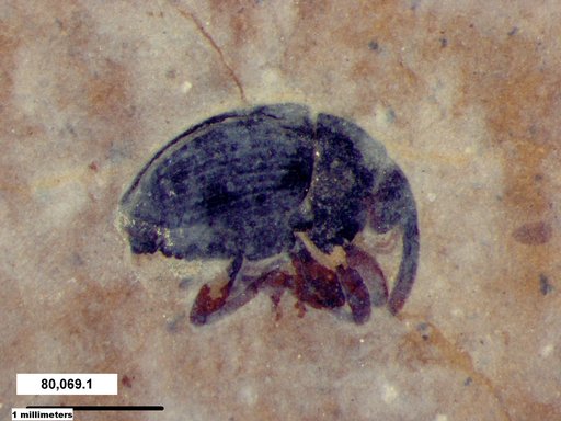 Genus sp