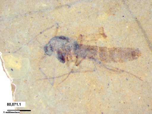 Diptera