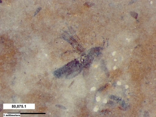 Genus sp