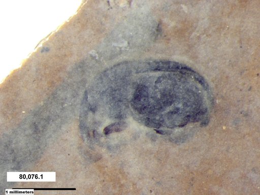 Genus sp