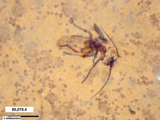 Aphididae