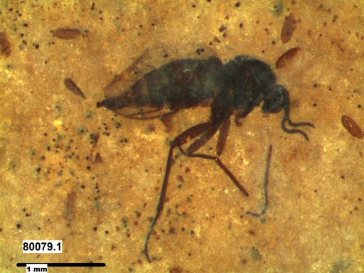 Sciaridae