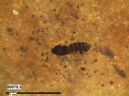 Genus sp