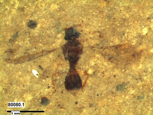 Diapriidae