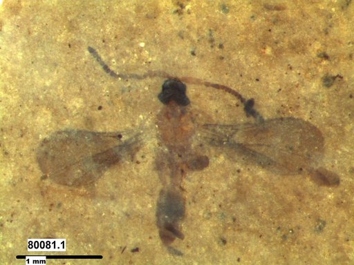 Diapriidae