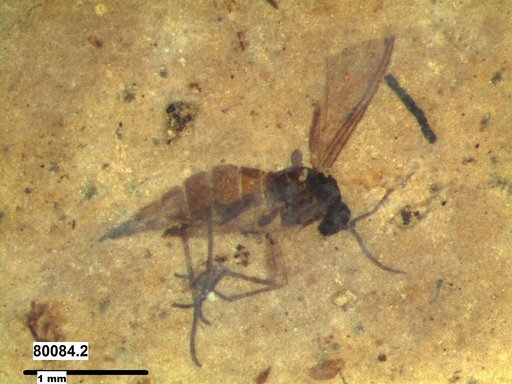 Sciaridae