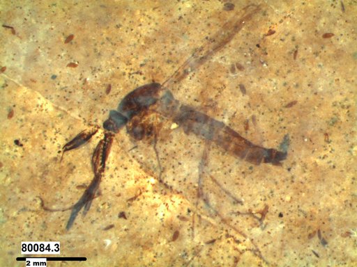Genus sp