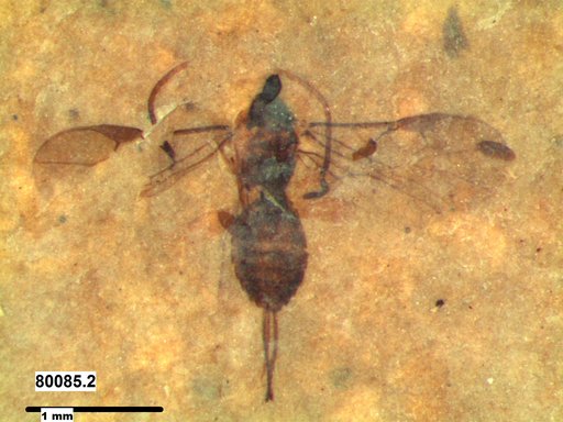 Braconidae