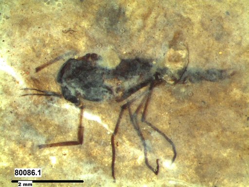 Diptera