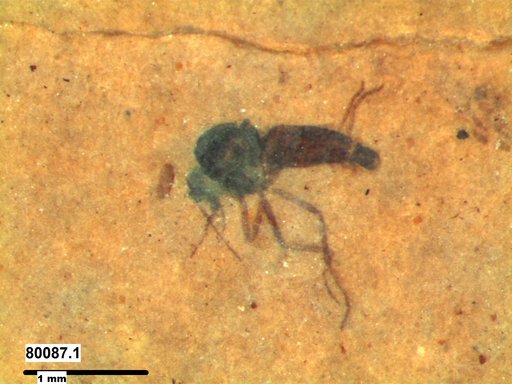 Diptera