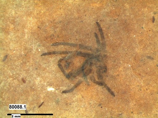 Genus sp