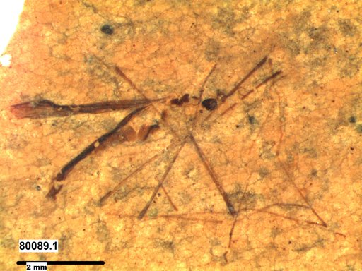 Diptera