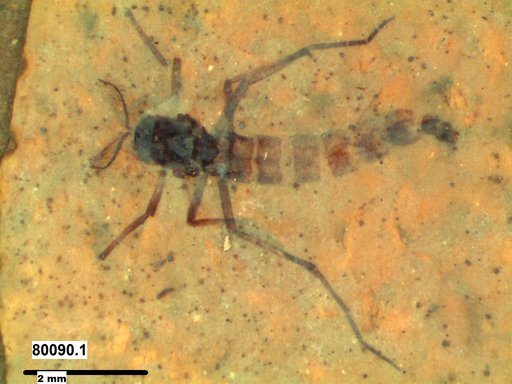 Genus sp