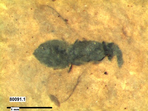 Genus sp