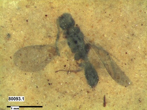 Diapriidae