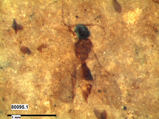 Diapriidae