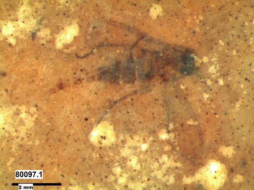 Diptera