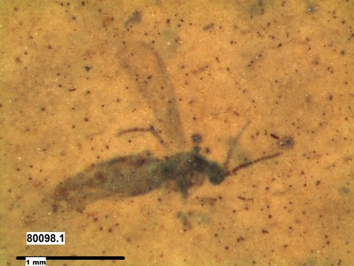 Diptera