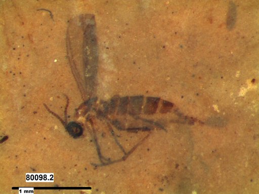 Sciaridae