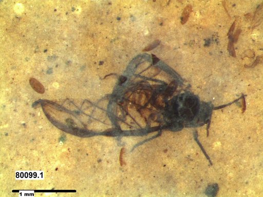 Aphididae