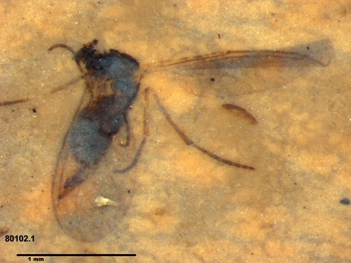 Diptera
