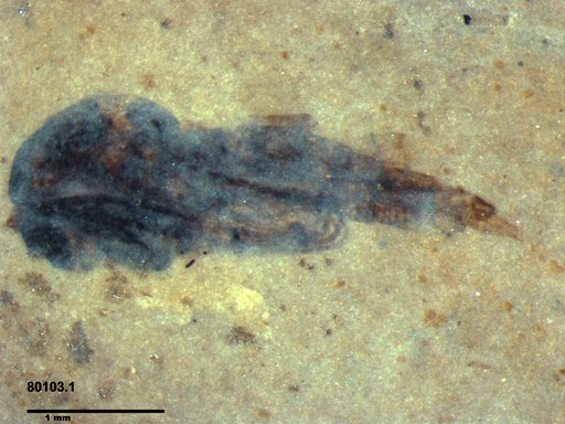 Diptera