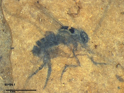 Phoridae