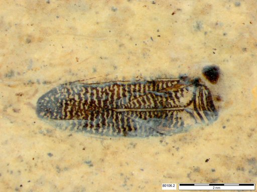 Corixidae