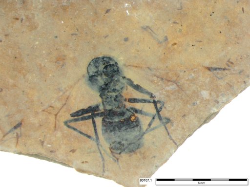Formicidae