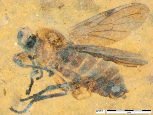Genus sp