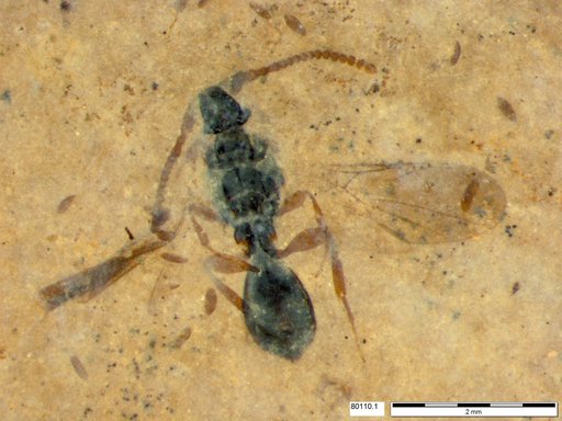 Diapriidae